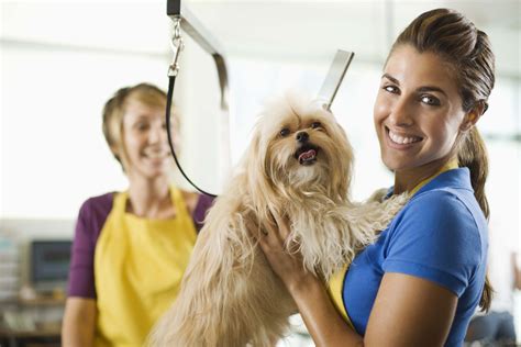 From $70 an hour. . Pet grooming assistant jobs near me